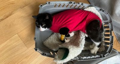 Vigilance urged following rise in cat attacks